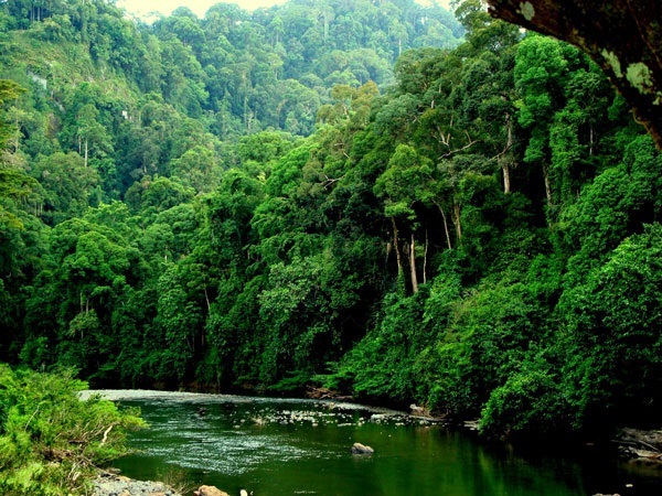 Việt Nam có hệ sinh thái rừng phong phú và đa dạng