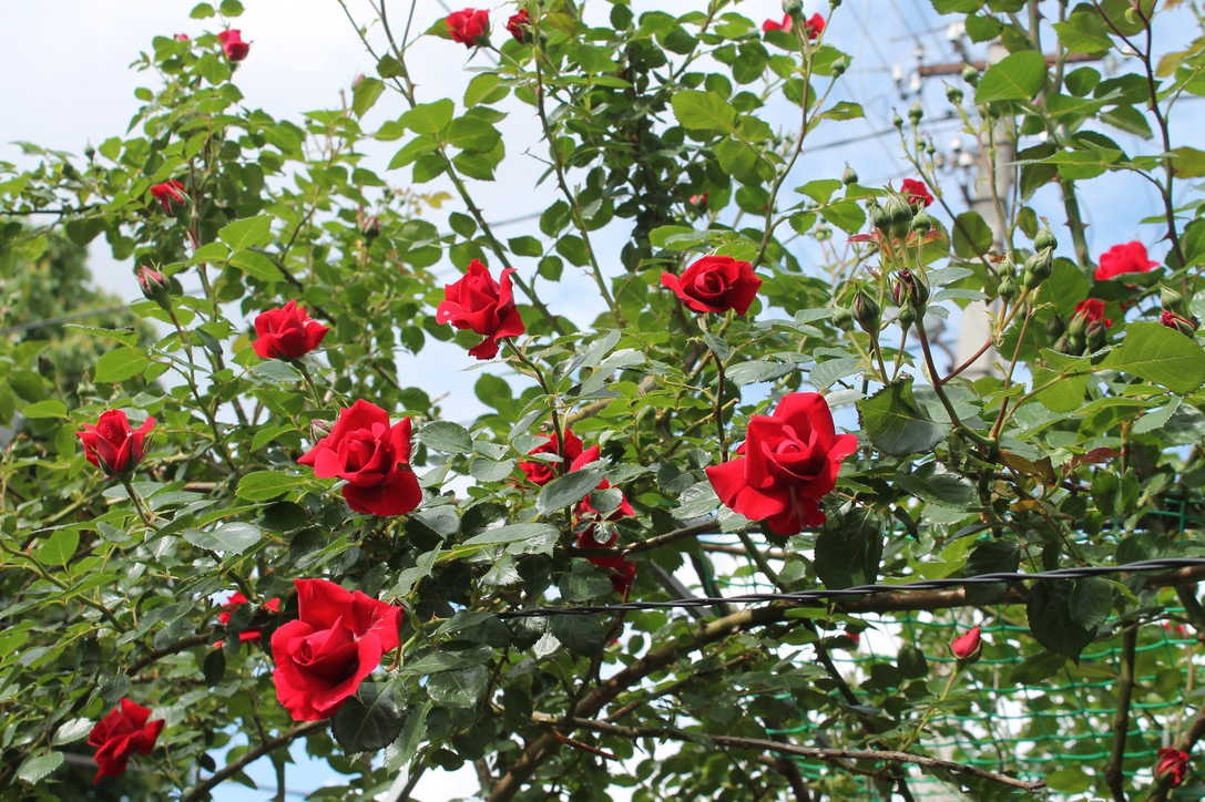 Hoa hồng đỏ hay còn gọi là mai khôi hoa có tác dụng hoạt huyết, điều kinh, tiêu thũng, giải độc…