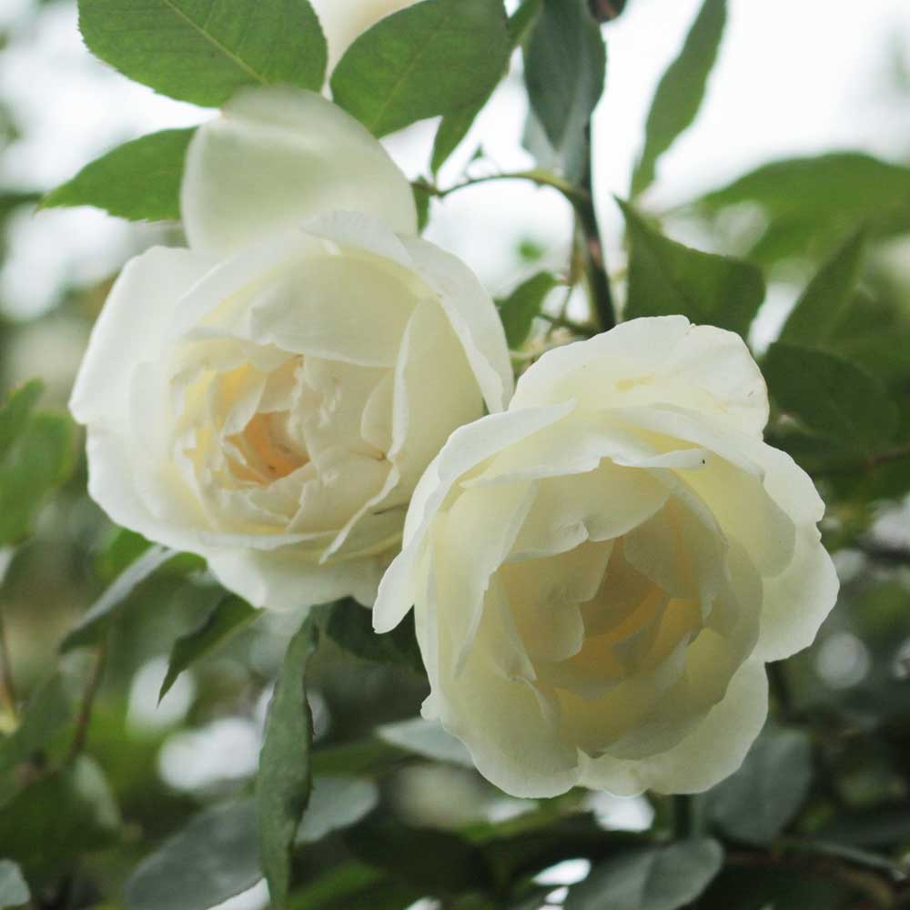 Hoa hồng trắng cánh mỏng, mép hoa cong chúp tròn, nhiều cánh, cành mềm và thường rủ xuống có thể trở thành nhiều bài thuốc hay, đặc biệt là bài thuốc trị ho hiệu quả