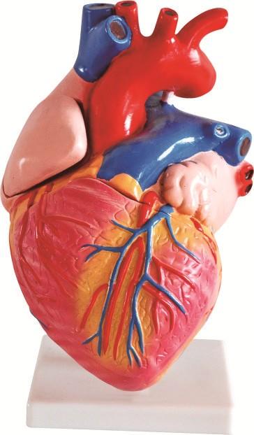 Mô hình tim - một trong những mô hình cơ bản của môn Giải phẫu.